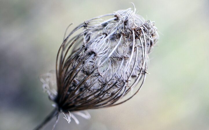 découvrez les merveilles des oasis naturelles, des havres de paix où la biodiversité s'épanouit au cœur du désert. plongez dans ces écosystèmes uniques, véritables refuges de verdure et de vie qui attirent les voyageurs en quête d'authenticité et de sérénité.