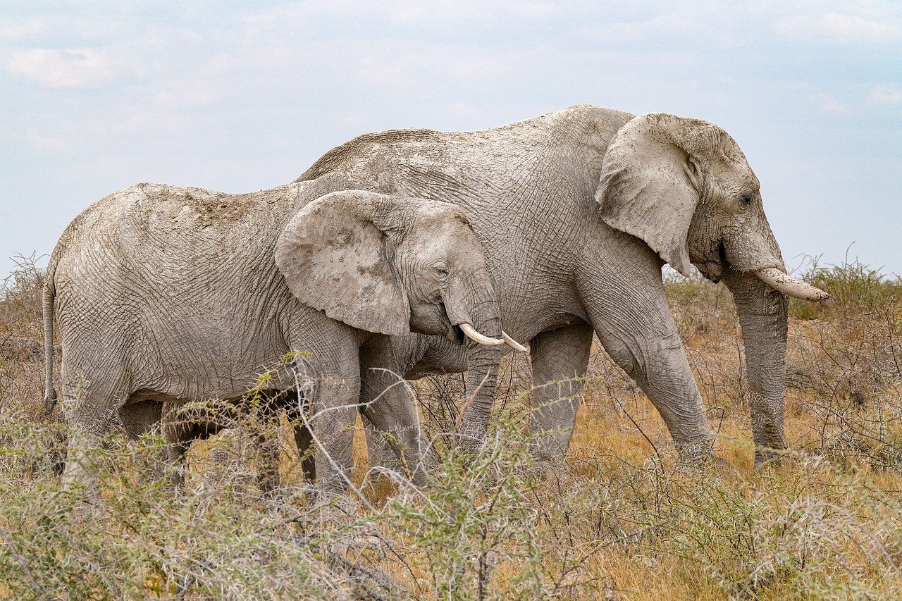 découvrez l'art de la conservation : techniques, méthodes et enjeux pour préserver notre patrimoine naturel et culturel. explorez comment la conservation contribue à la durabilité et à la protection de l'environnement.