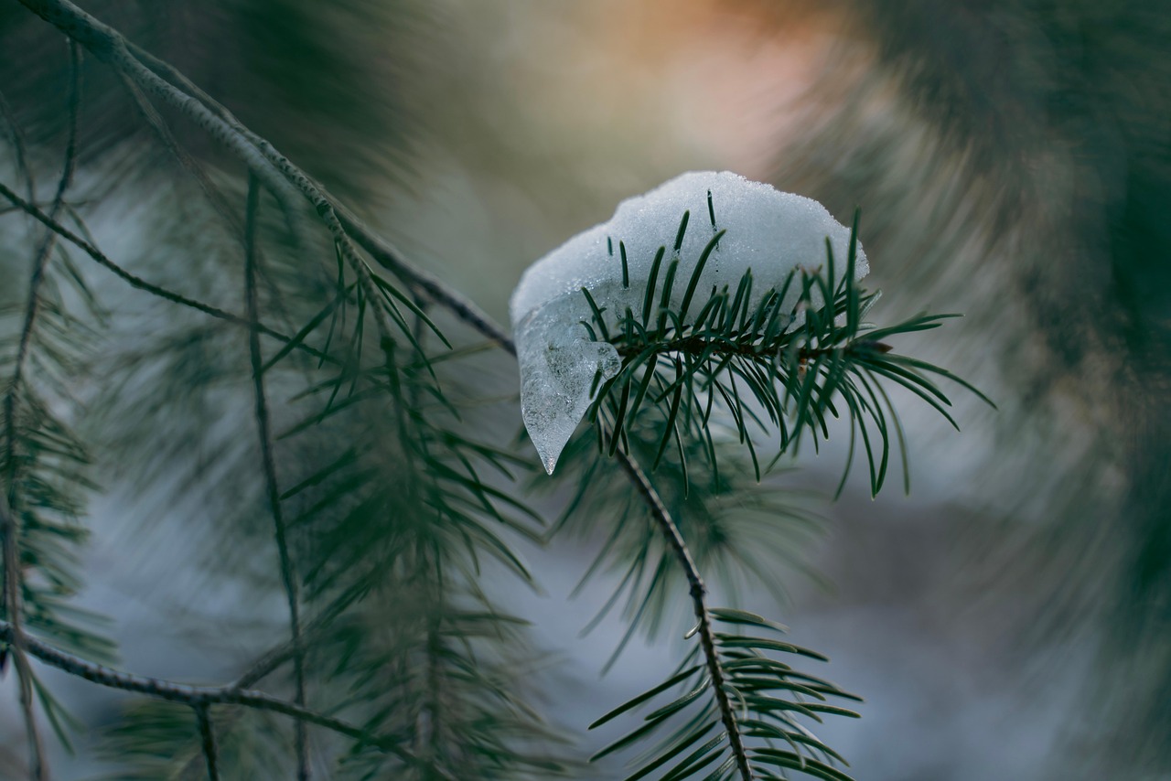 découvrez les merveilles des oasis naturelles, refuges de biodiversité et de sérénité au cœur des déserts. explorez ces havres de paix où la faune et la flore prospèrent dans des paysages à couper le souffle.