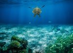 découvrez la richesse et la diversité des écosystèmes, des paysages naturels aux interactions complexes entre les espèces. plongez dans l'étude des habitats, de la biodiversité et de l'impact de l'homme sur notre environnement. explorez comment chaque écosystème joue un rôle vital dans le maintien de l'équilibre de notre planète.