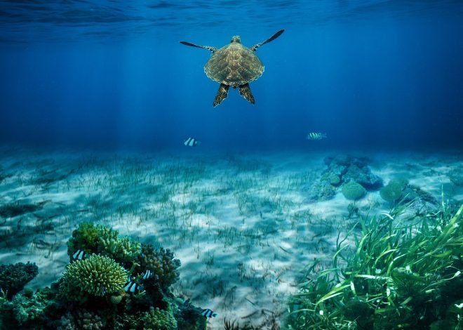 Écosystèmes : Comprendre leur Importance pour la Biodiversité