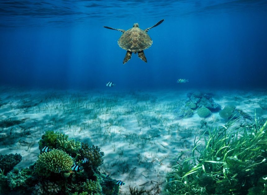 Écosystèmes : Comprendre leur Importance pour la Biodiversité