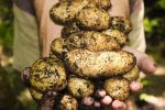 découvrez l'importance de la préservation des sols pour la santé de notre planète. apprenez des techniques durables et des pratiques agricoles visant à protéger cette ressource essentielle pour les générations futures.