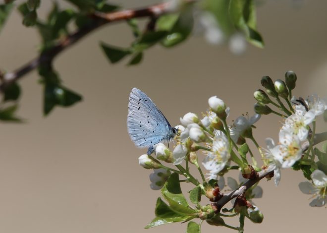 Observatoire de la biodiversité : un outil essentiel pour la préservation des écosystèmes