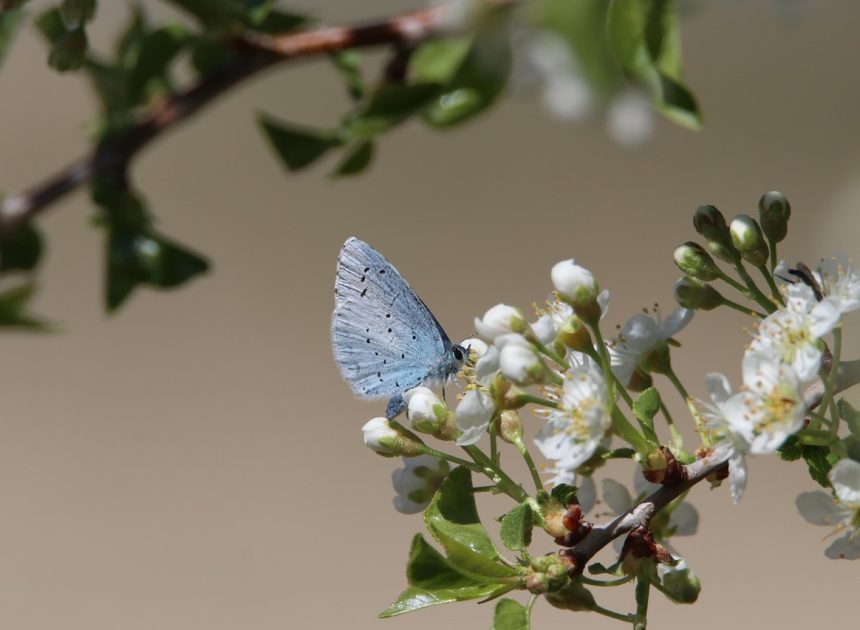 Observatoire de la biodiversité : un outil essentiel pour la préservation des écosystèmes