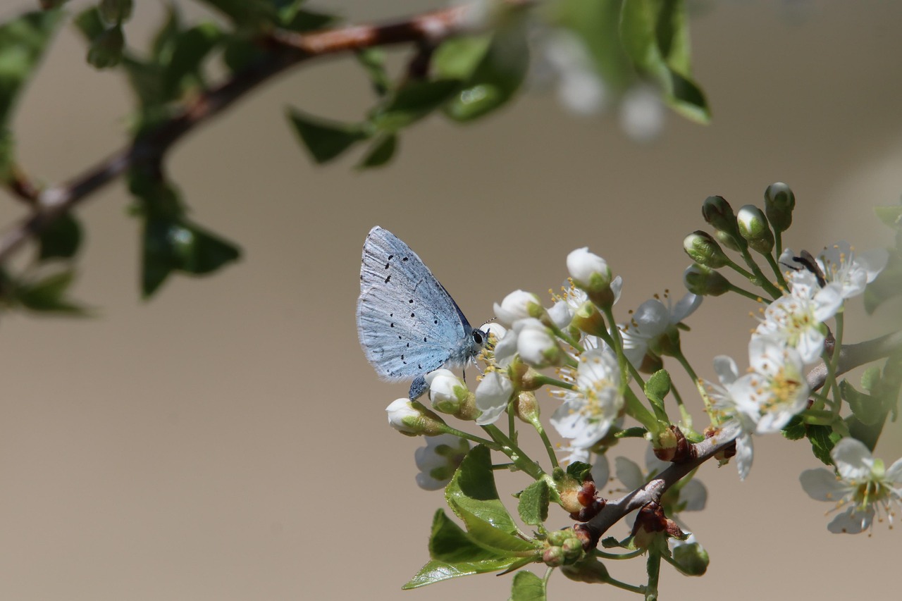 Observatoire de la biodiversité : un outil essentiel pour la préservation des écosystèmes