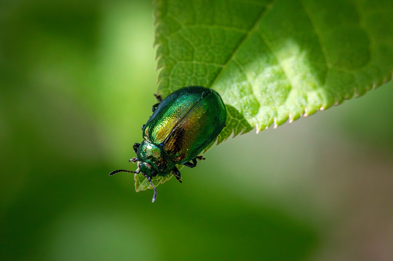 découvrez la richesse de la biodiversité, explorez les interactions entre les espèces et comprenez l'importance de la préservation des écosystèmes pour un avenir durable.