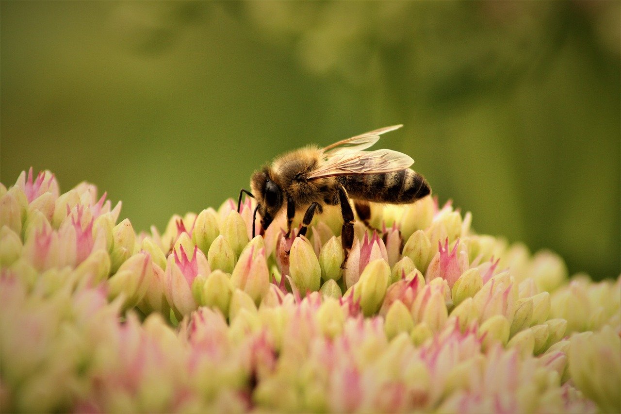 découvrez l'importance de la biodiversité et son rôle essentiel dans l'équilibre des écosystèmes. apprenez comment protéger et préserver la richesse de la vie sur terre pour les générations futures.