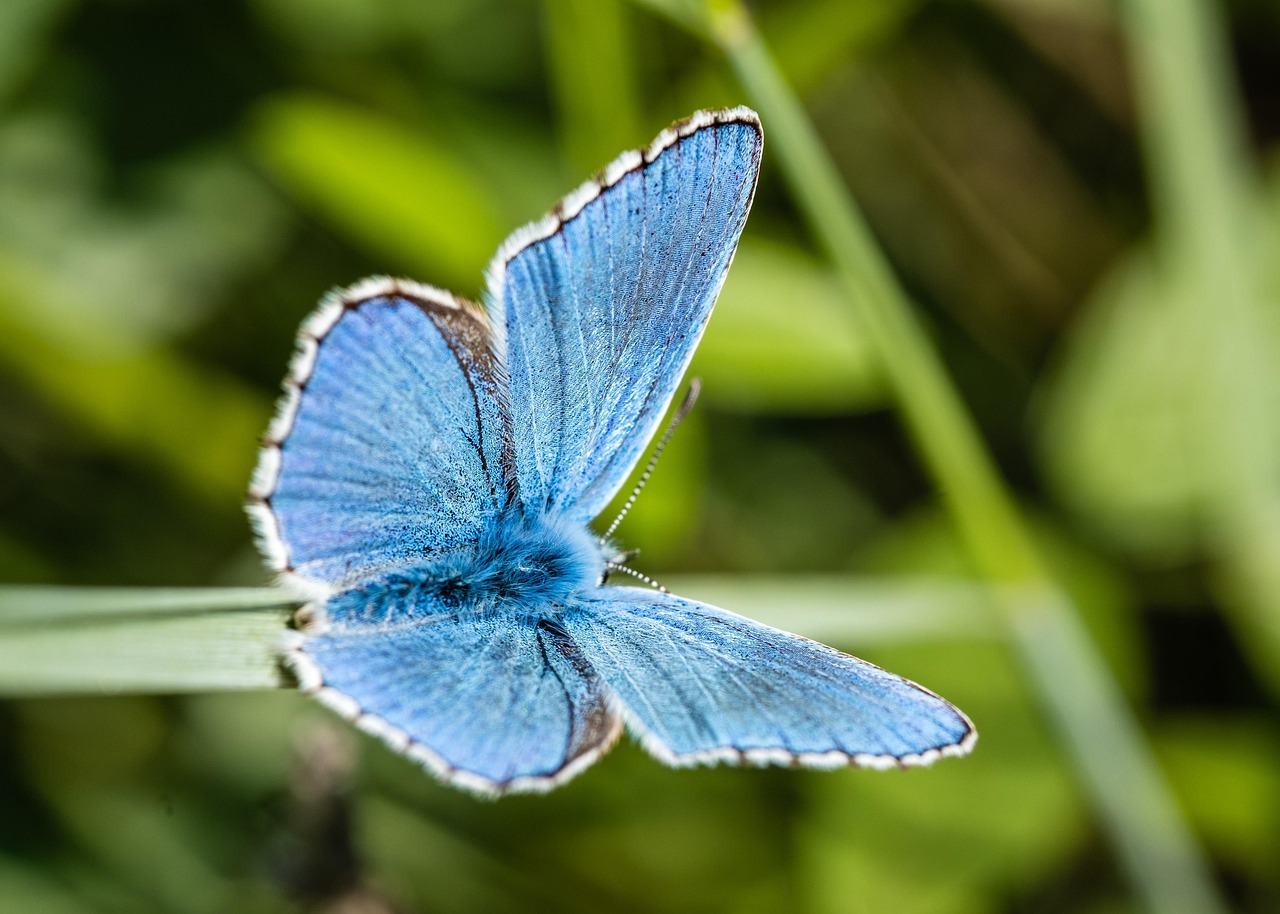 découvrez la biodiversité : un trésor naturel menacé. explorez l'importance de la diversité des espèces, les écosystèmes en danger et les actions nécessaires pour préserver notre planète. engagez-vous pour un avenir durable et riche en vie.
