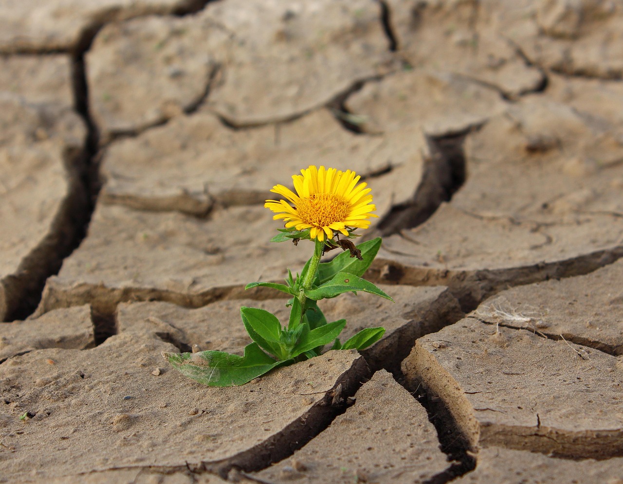 découvrez comment renforcer la résilience climatique de votre communauté grâce à des stratégies innovantes et durables. apprenez à anticiper les impacts du changement climatique et à développer des solutions adaptées pour protéger notre environnement.