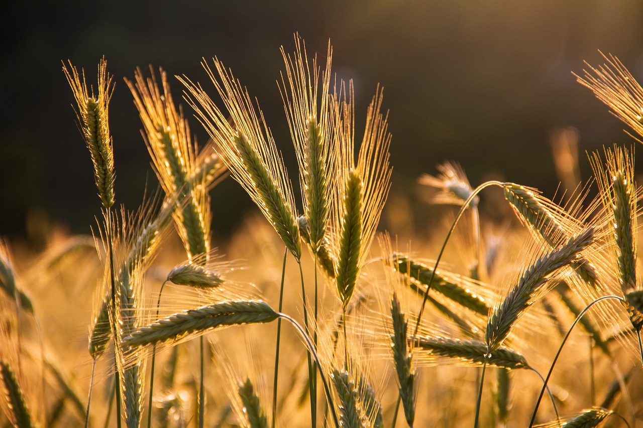 découvrez les enjeux cruciaux des droits fonciers, leur impact sur les communautés et l'environnement, ainsi que les luttes pour une gestion équitable des terres. informez-vous sur les législations et les initiatives visant à protéger ces droits essentiels.