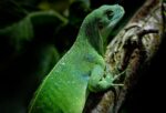 découvrez l'importance des forêts tropicales, leur biodiversité unique, leur rôle dans la régulation du climat et les enjeux liés à leur préservation face à la déforestation.