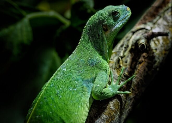 Les forêts tropicales d’Australie : un acteur préoccupant dans le bilan carbone mondial en 2023