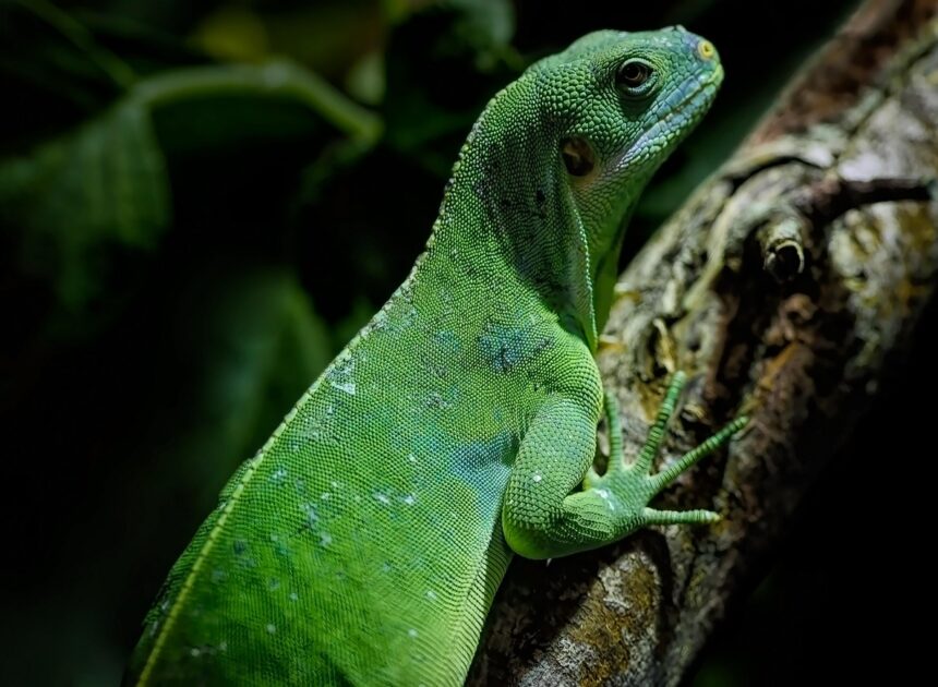Les forêts tropicales d’Australie : un acteur préoccupant dans le bilan carbone mondial en 2023