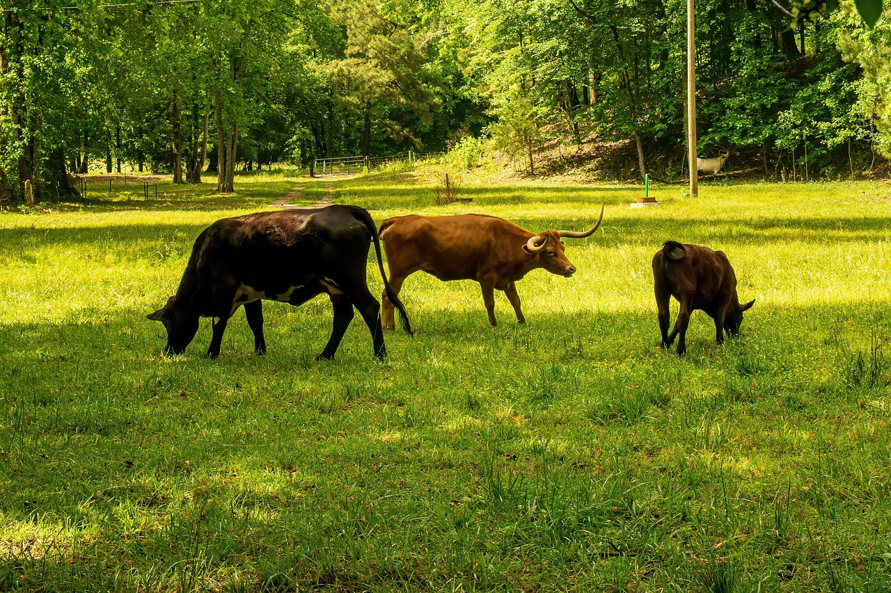 découvrez ce qu'est l'empreinte carbone, son impact sur l'environnement et comment la réduire au quotidien grâce à des conseils pratiques pour adopter un mode de vie plus durable.