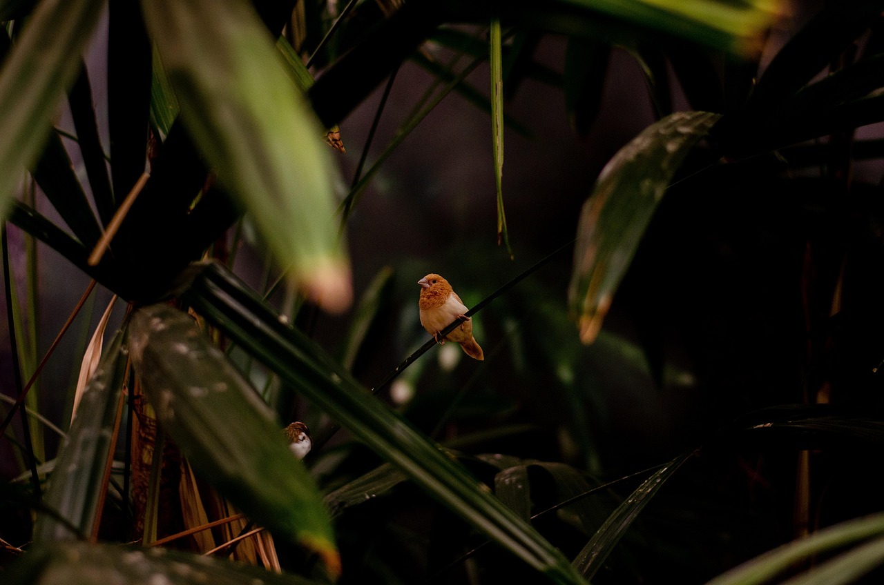 découvrez l’importance des forêts tropicales : biodiversité exceptionnelle, rôle clé dans la régulation du climat et habitat d’espèces uniques. apprenez comment les préserver.