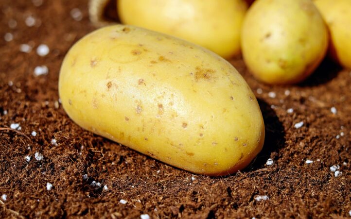 découvrez comment créer un jardin bio sur votre balcon et cultivez vos propres légumes et herbes aromatiques de manière écologique et naturelle.