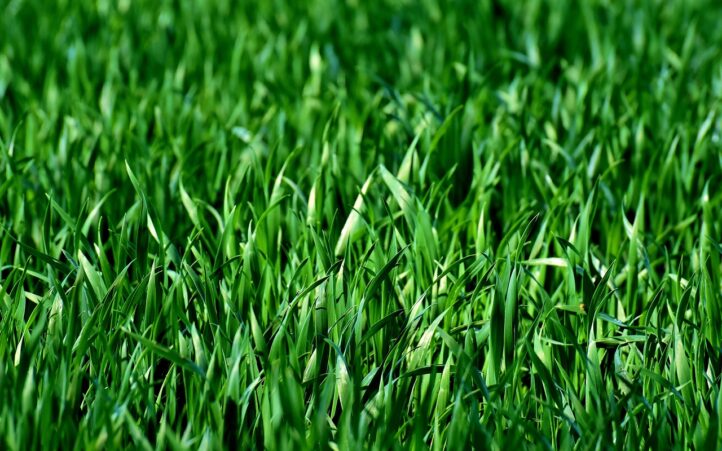 d&eacute;couvrez tout sur l'herbe : entretien, types et conseils pour un gazon verdoyant et en bonne sant&eacute;.