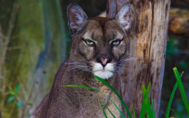 d&eacute;couvrez l'univers puma, marque embl&eacute;matique de v&ecirc;tements et chaussures de sport alliant performance, style et innovation.