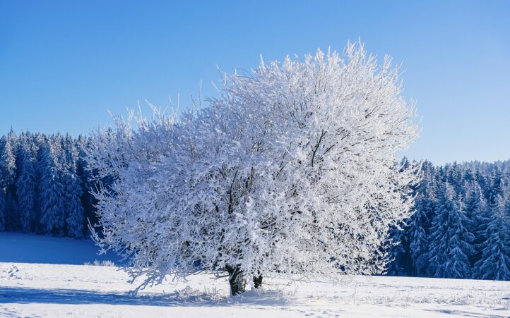 d&eacute;couvrez nos services d'am&eacute;nagement paysager et d'entretien des arbres pour sublimer vos espaces verts avec expertise et passion.
