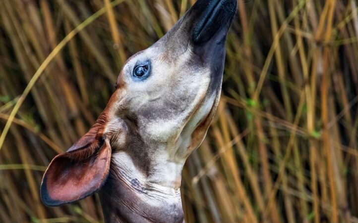 d&eacute;couvrez la beaut&eacute; et la biodiversit&eacute; exceptionnelles des for&ecirc;ts tropicales du congo, un tr&eacute;sor naturel riche en faune et flore uniques.