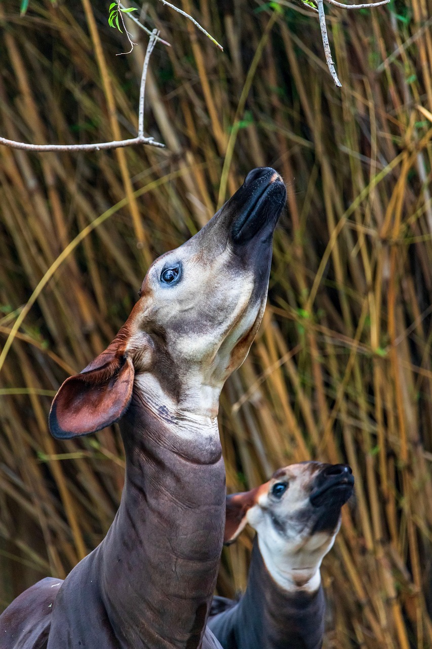 découvrez la beauté et la biodiversité exceptionnelles des forêts tropicales du congo, un trésor naturel riche en faune et flore uniques.