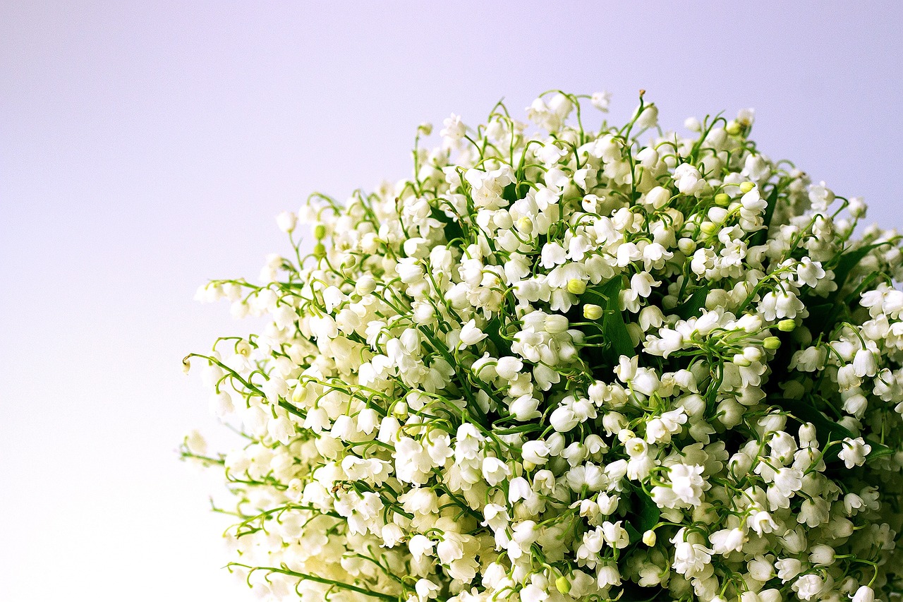 d&eacute;couvrez tout sur le muguet, une fleur d&eacute;licate et symbolique du printemps, connue pour son parfum doux et son charme intemporel.