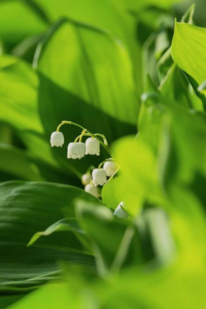 d&eacute;couvrez le muguet, une fleur d&eacute;licate symbole de bonheur et de renouveau, parfaite pour embellir vos jardins et c&eacute;l&eacute;brer le printemps.