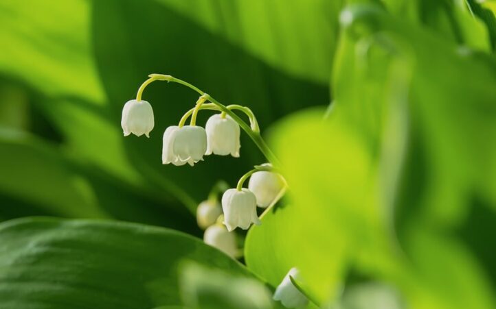 découvrez le muguet, une fleur délicate symbole de bonheur et de renouveau, parfaite pour embellir vos jardins et célébrer le printemps.