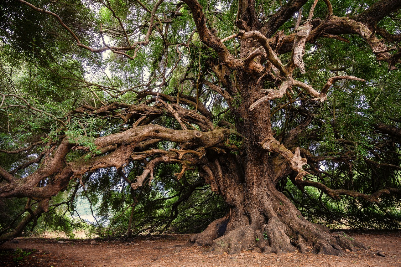 d&eacute;couvrez l'importance de la protection des for&ecirc;ts anciennes pour pr&eacute;server la biodiversit&eacute;, lutter contre le changement climatique et garantir un &eacute;cosyst&egrave;me durable.