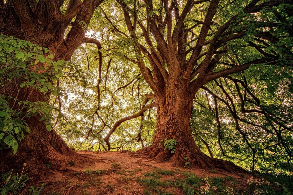 d&eacute;couvrez l'importance de la protection des for&ecirc;ts anciennes pour pr&eacute;server la biodiversit&eacute;, lutter contre le changement climatique et maintenir les &eacute;cosyst&egrave;mes essentiels.