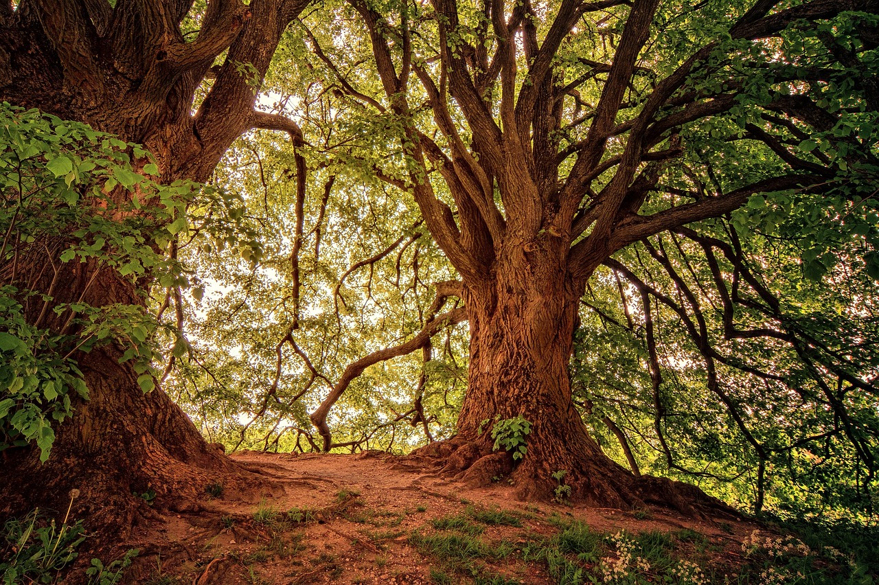 d&eacute;couvrez l'importance de la protection des for&ecirc;ts anciennes pour pr&eacute;server la biodiversit&eacute;, lutter contre le changement climatique et maintenir les &eacute;cosyst&egrave;mes essentiels.