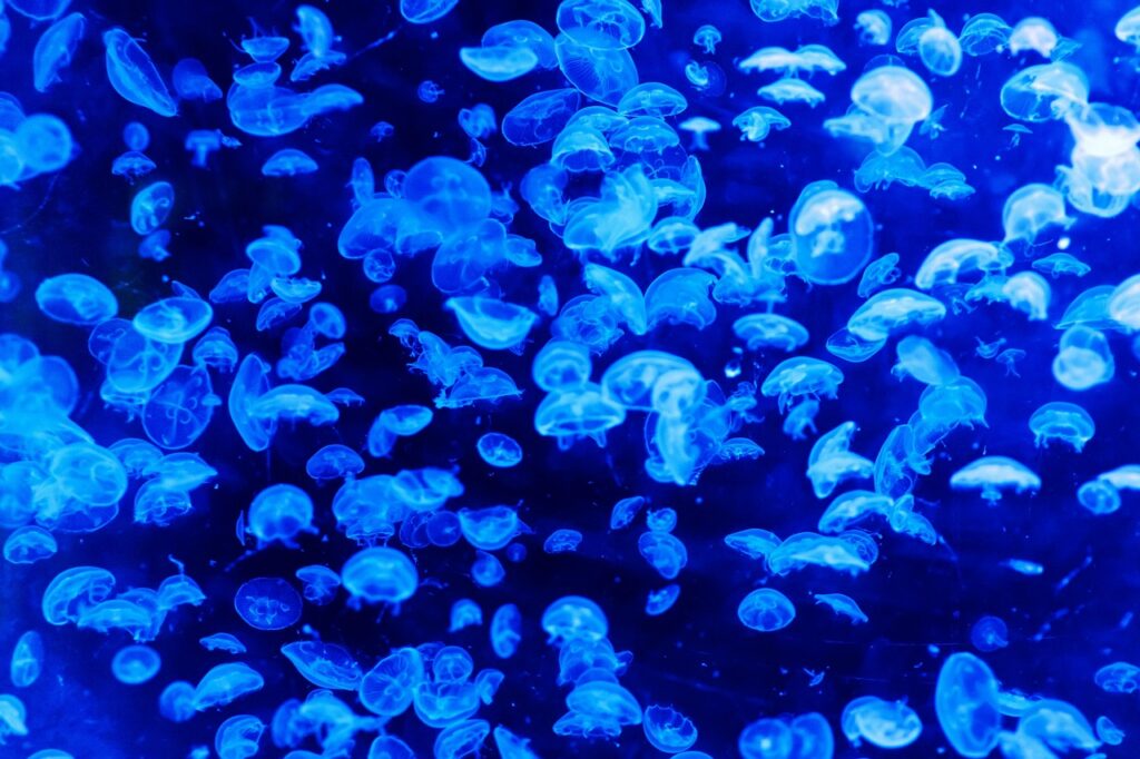 d&eacute;couvrez la beaut&eacute; et la diversit&eacute; des oc&eacute;ans, leurs &eacute;cosyst&egrave;mes fascinants et leur importance cruciale pour notre plan&egrave;te.
