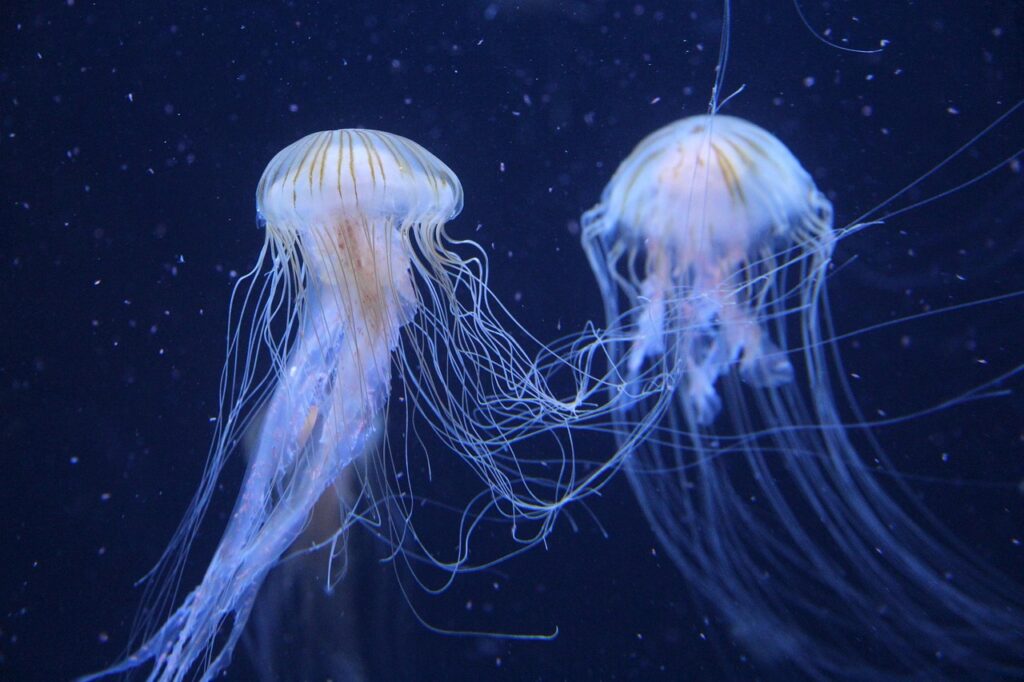 d&eacute;couvrez la beaut&eacute; et la diversit&eacute; des oc&eacute;ans, des &eacute;cosyst&egrave;mes marins fascinants aux vastes &eacute;tendues d'eau qui couvrent notre plan&egrave;te.