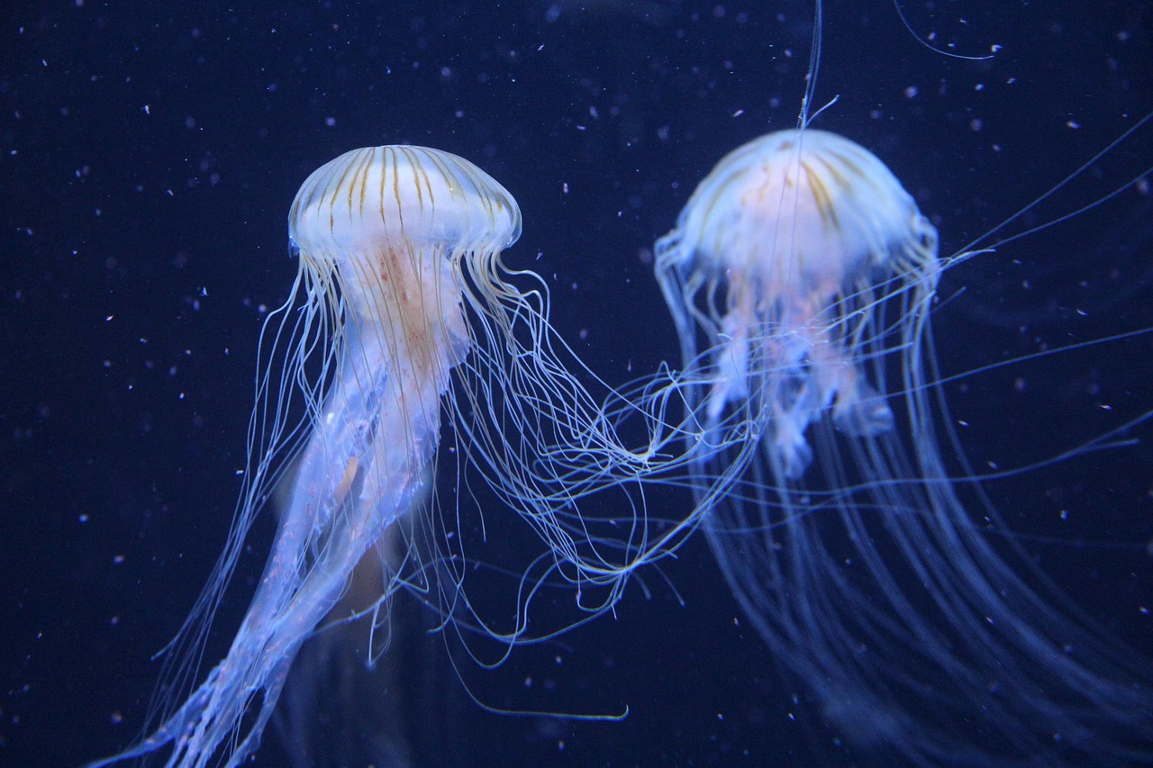 d&eacute;couvrez la beaut&eacute; et la diversit&eacute; des oc&eacute;ans, des &eacute;cosyst&egrave;mes marins fascinants aux vastes &eacute;tendues d'eau qui couvrent notre plan&egrave;te.