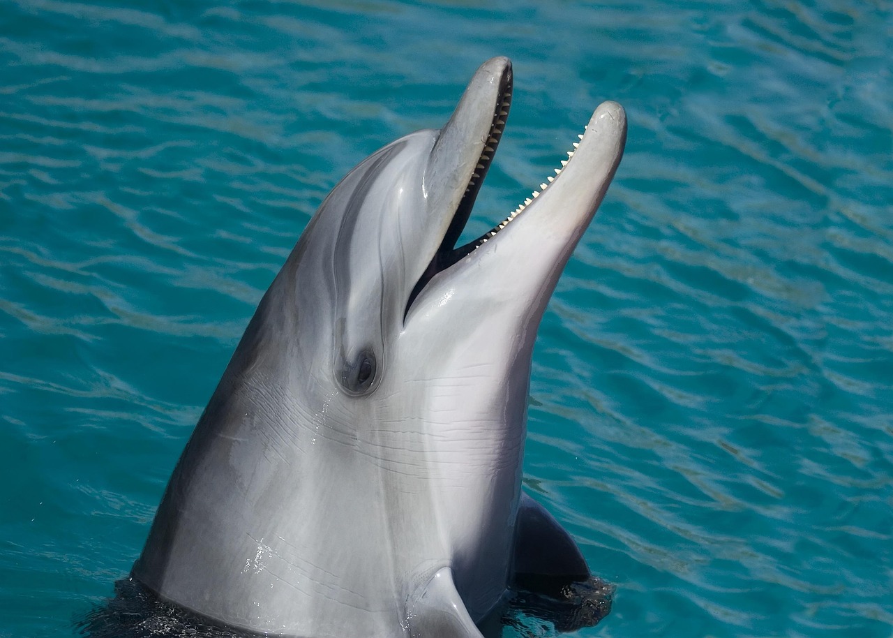 d&eacute;couvrez les merveilles des oc&eacute;ans, leurs &eacute;cosyst&egrave;mes fascinants, la biodiversit&eacute; marine et leur r&ocirc;le vital pour la plan&egrave;te.
